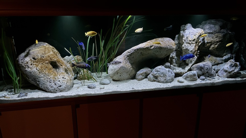 Aquarium Hauptansicht von blue malawi (wurde aufgelöst)