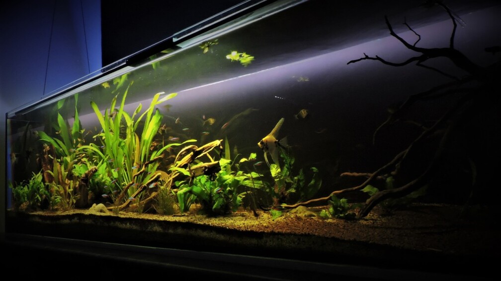 Aquarium Hauptansicht von Südamerika 500L