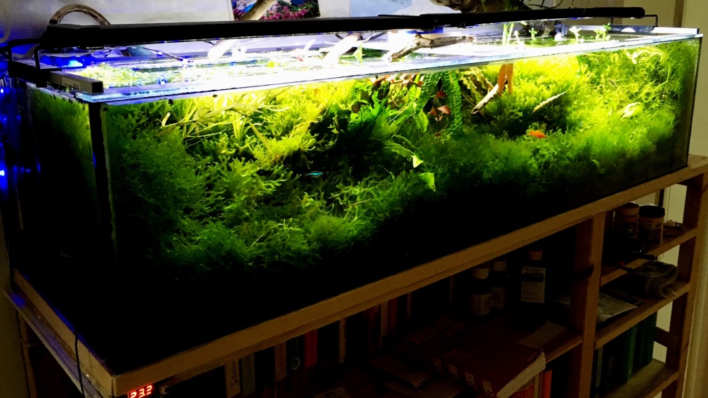 Aquarium Hauptansicht von 104 Liter Juli/2017