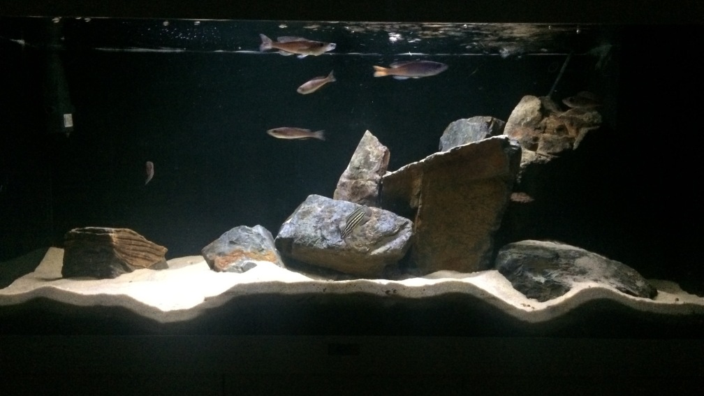 Aquarium Hauptansicht von Mein Tanganjikabecken