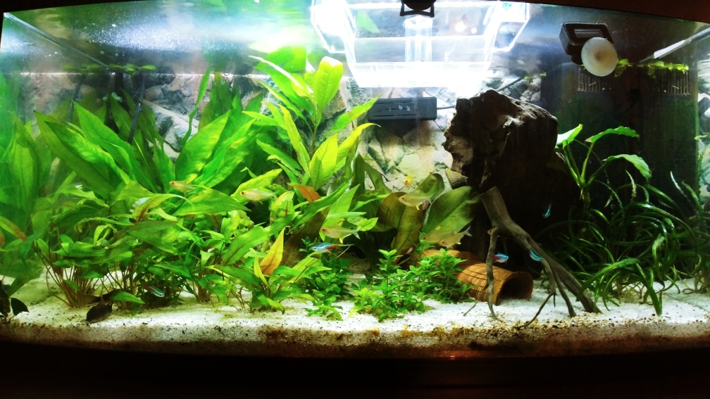 Aquarium Hauptansicht von Juwel Primo 110 LED