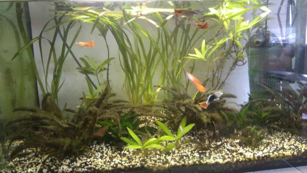 Aquarium Hauptansicht von Aquaristikeinstieg mit Guppys und Co.