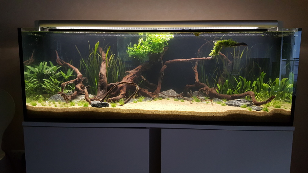 Neueinrichtung `Bolivianische Schmetterlingsbuntbarsche`