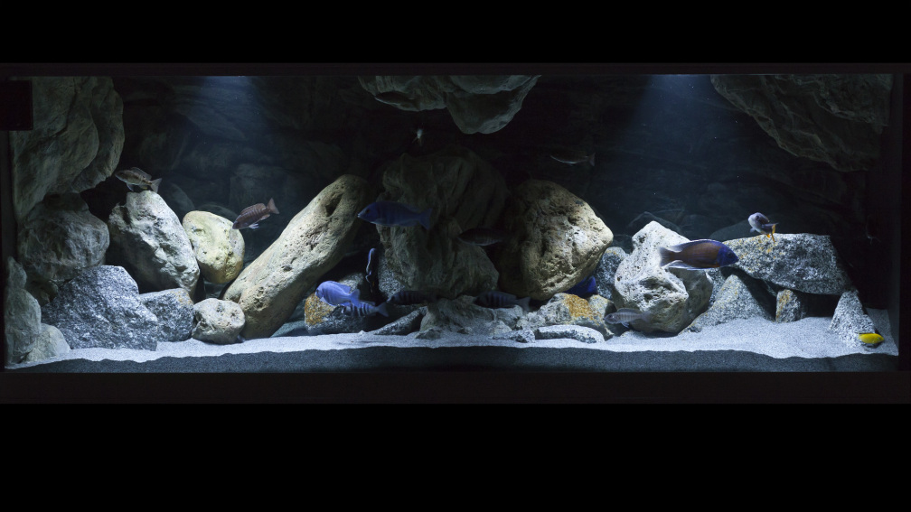 Aquarium Hauptansicht von Non-Mbuna Malawi 576 Liter