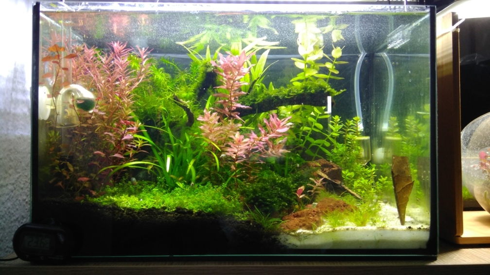 25 Liter Floatglas-Aquarium mit Red Fire Garnelen 