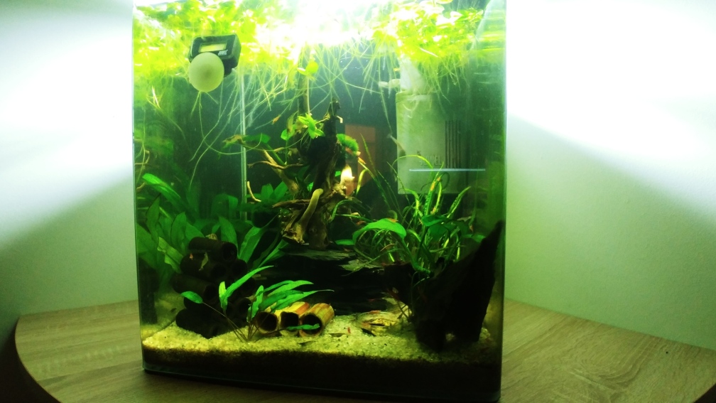 Aquarium Hauptansicht von Krebs und Garnelen becken