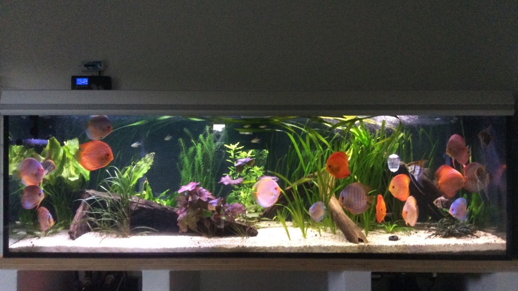 Aquarium Hauptansicht von Südamerika Paradies