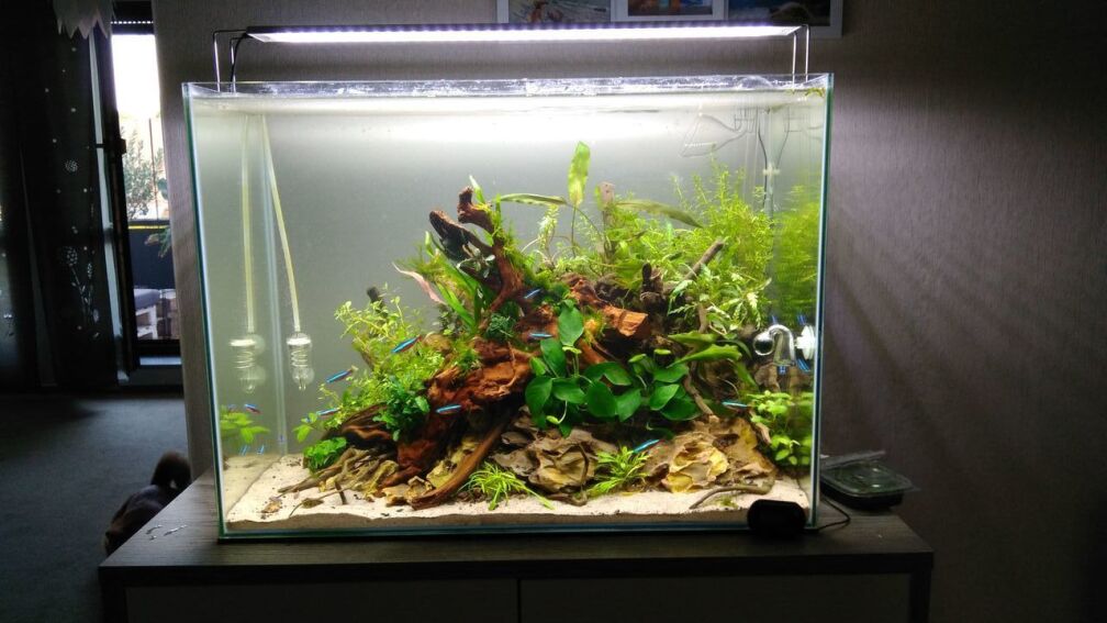 Aquascape Jungle Time by Shiro13