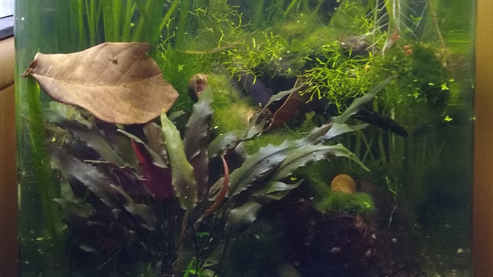 Aquarium Hauptansicht von Red Rili Garnelenbecken