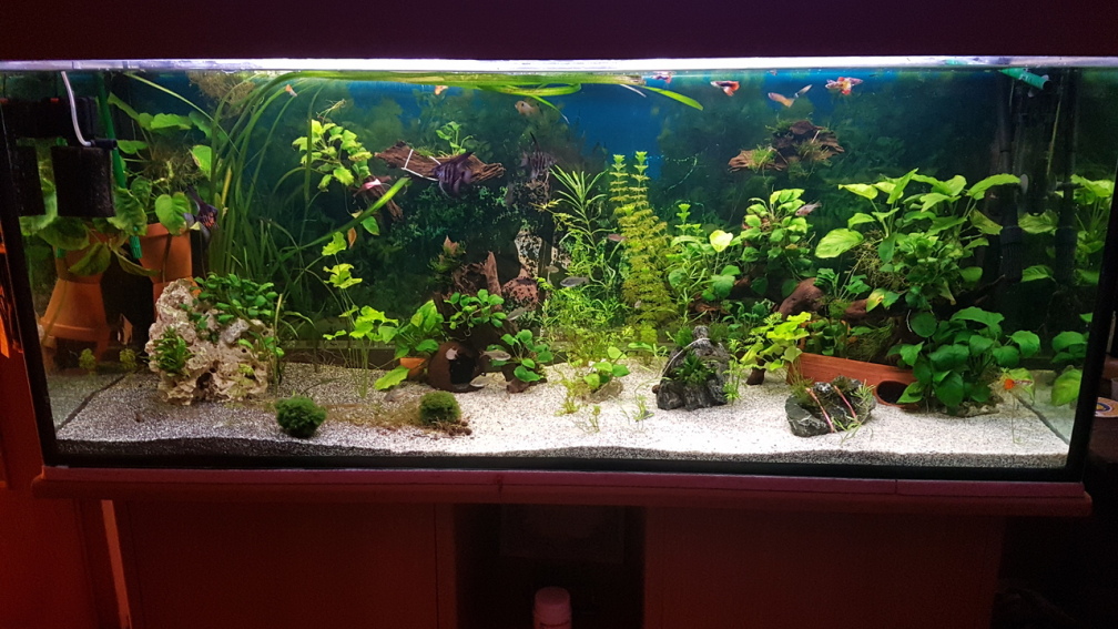 Aquarium Hauptansicht von 450 Liter