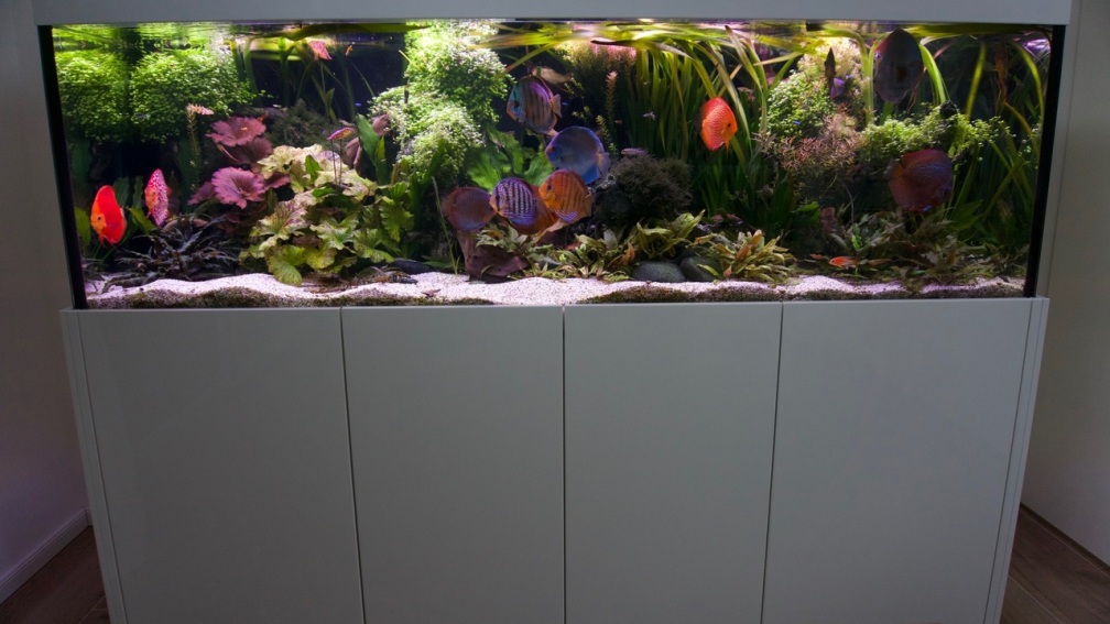 Frontalansicht des Aquariums in der Küche.