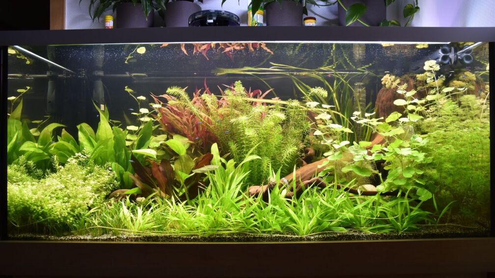 Südamerika Gesellschaftsbecken