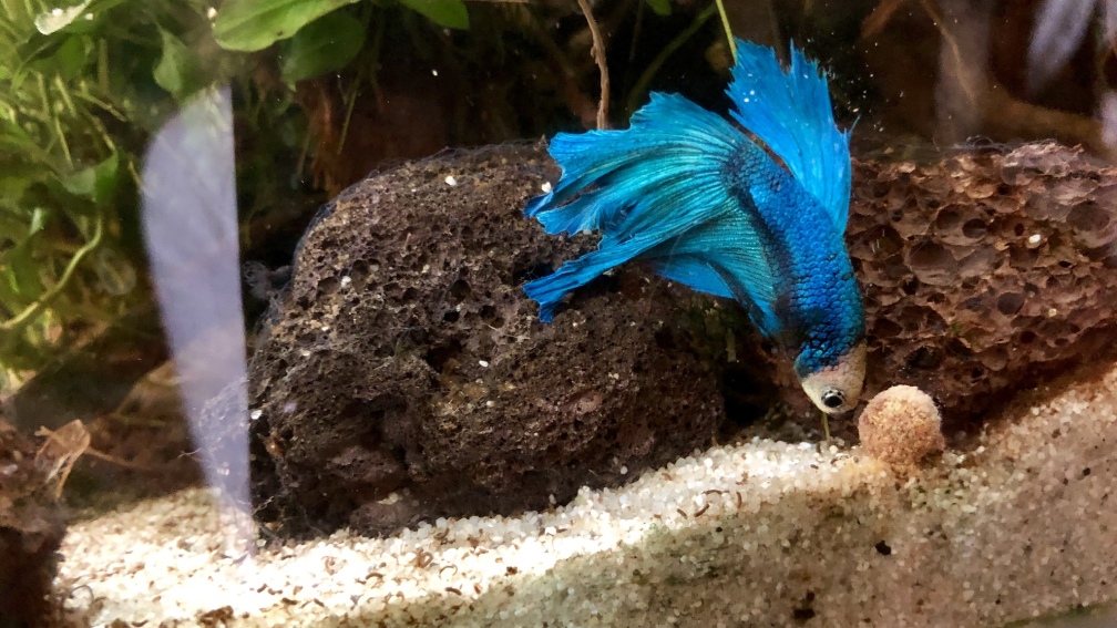 Wenn es Weihnachten schon nicht schneit - färbt sich dafür unser Fin in wei??!! Hahaha