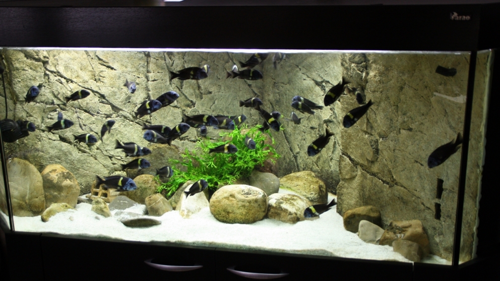 Aquarium Hauptansicht von Tropheus Dubi Becken