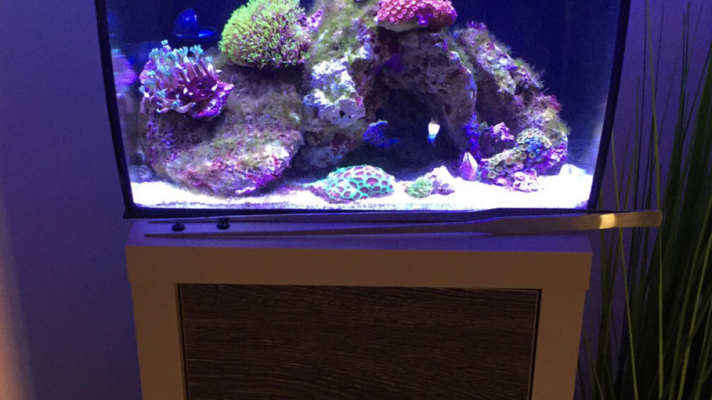 Aquarium Hauptansicht von Fluval Flex - Meerwasseraquarium Aquarium Hauptansicht von Fluval Flex - Meerwasseraquarium