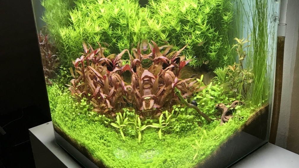 Aquarium Hauptansicht von Cube60