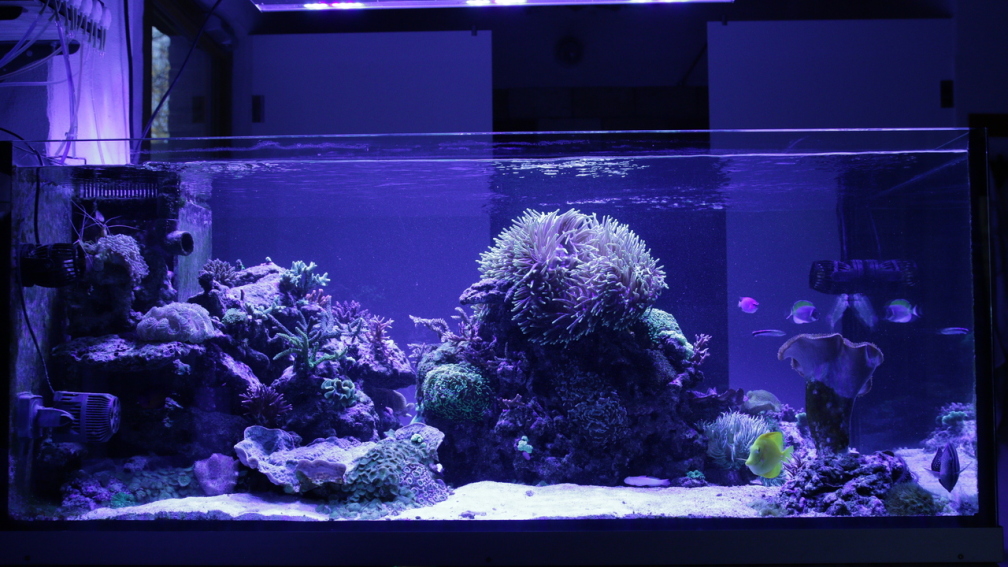 Aquarium Hauptansicht von Meerwasseraquarium