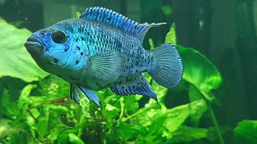 Aquarium Hauptansicht von Blue Dempsey