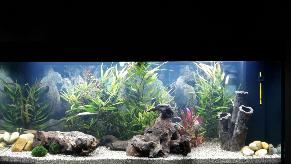 Aquarium Hauptansicht von Rio 240
