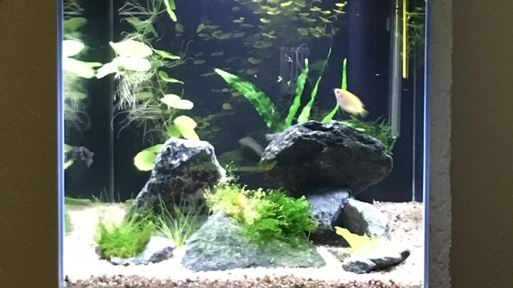 Aquarium Hauptansicht von Meine Guramis