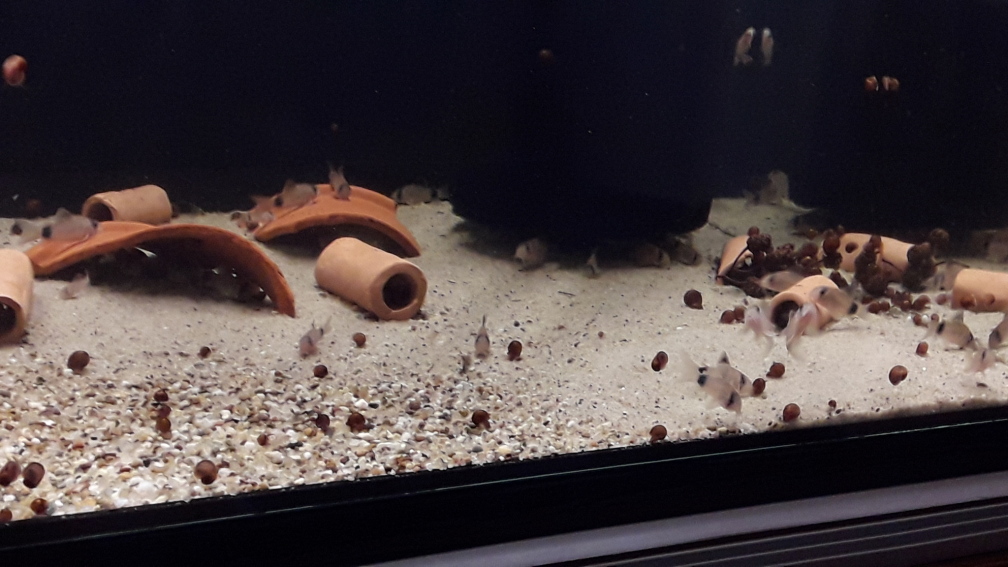 Aquarium Hauptansicht von Kinderstube Corydoras panda (Nurnoch als Beispiel)
