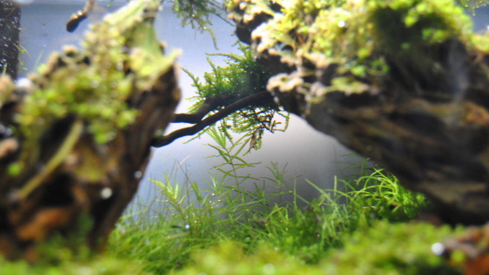 Aquascape1