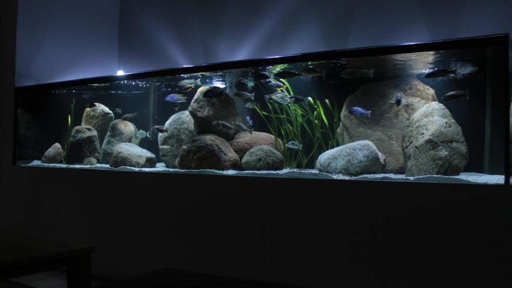 Aquarium Hauptansicht von Becken 34304