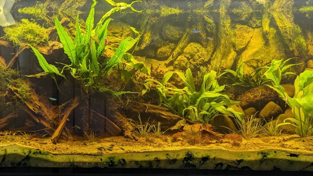 Aquarium Hauptansicht von Golden River