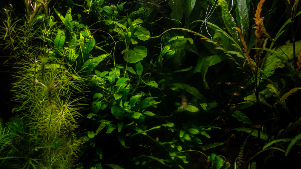 Jungle - Hauptbild für Becken