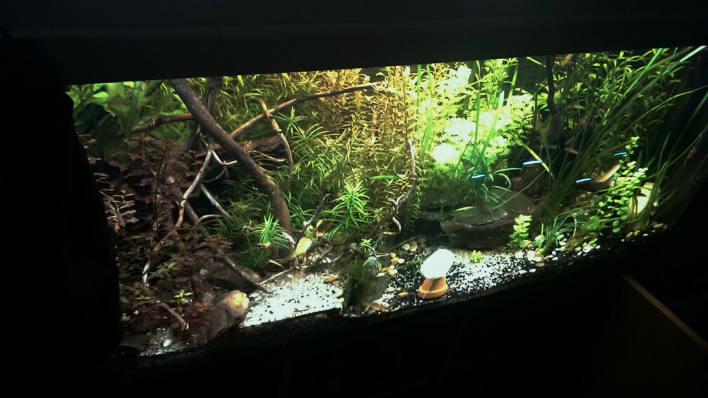 Aquarium:  Hauptansicht vom Tropenjuwel