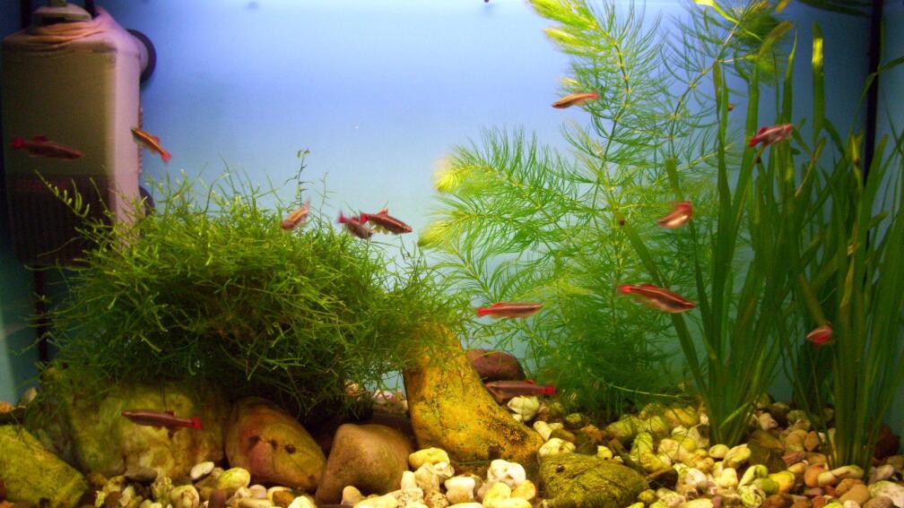 Aquarium Hauptansicht von CHINA - Gebirgsbach am Wu Tong Mountain