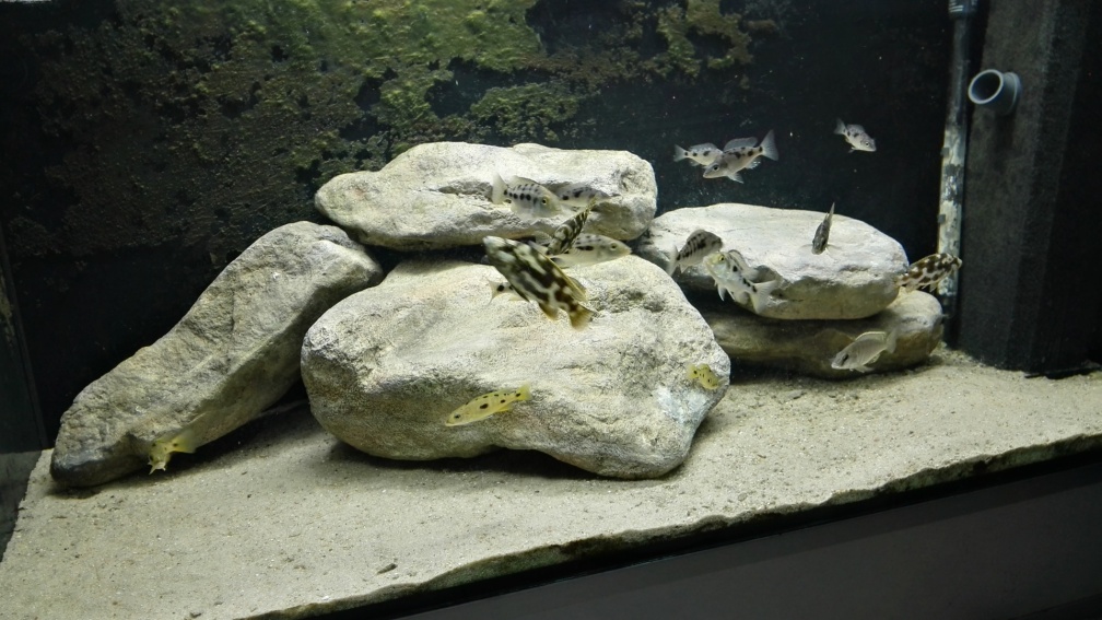Non-Mbunas Aufzuchtbecken