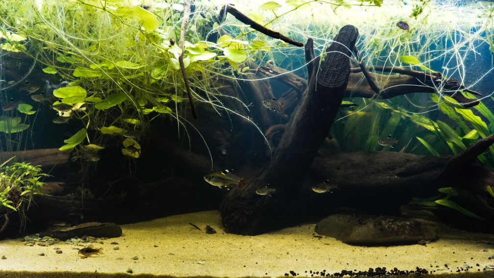 Aquarium Hauptansicht von Guyana-Länder Südamerika