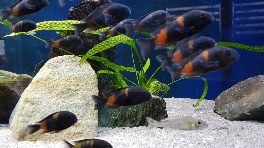Aquarium Hauptansicht von Tropheus bulu point