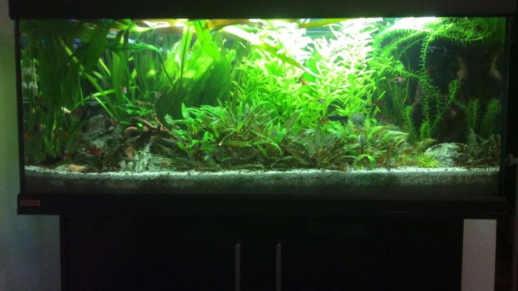 Aquarium Hauptansicht von Grünes Paradies