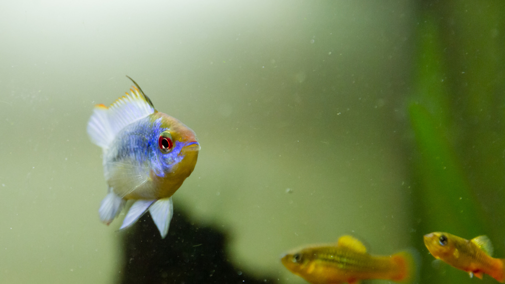 Aquarium Hauptansicht von Platys-home