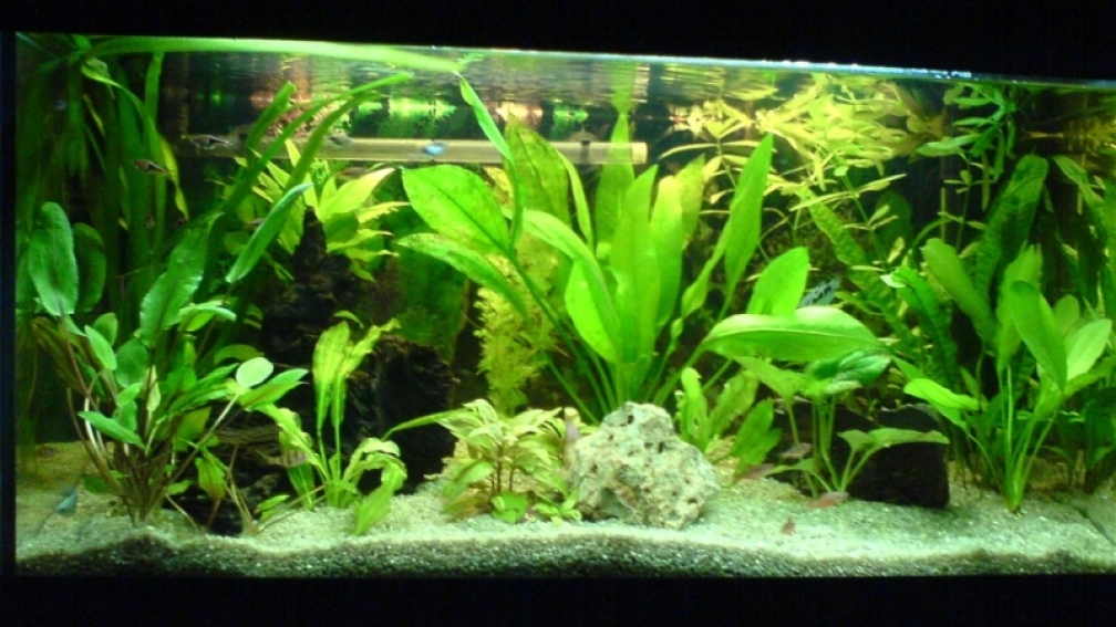 Aquarium Hauptansicht von Becken 3447