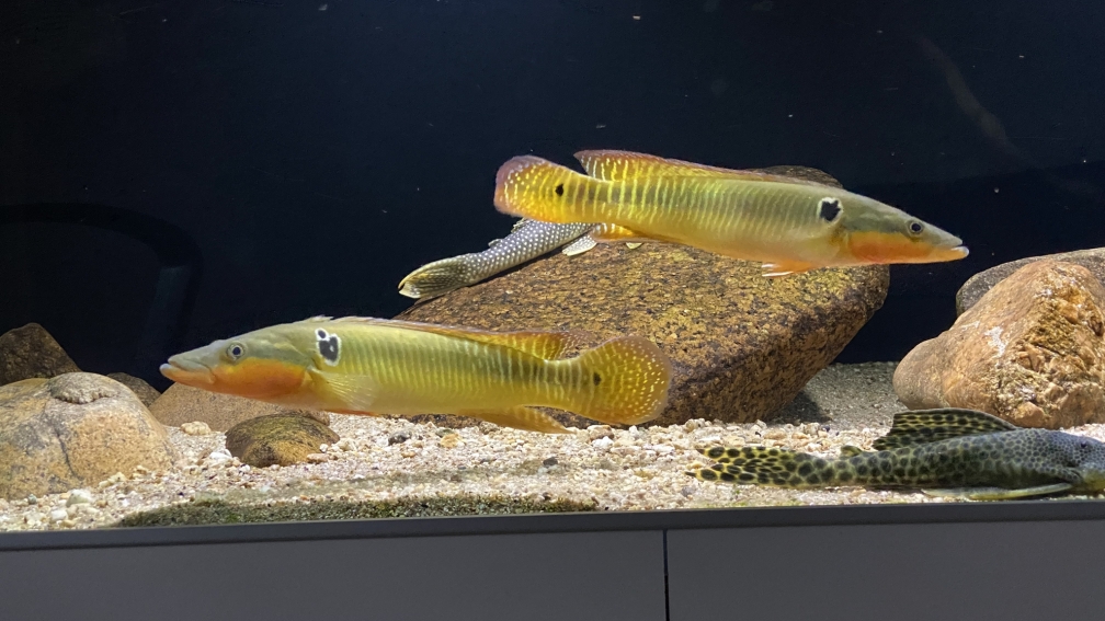 Crenicichla Zebrina