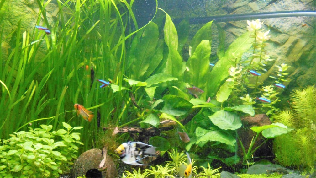 Balou`s Unterwasserwelt