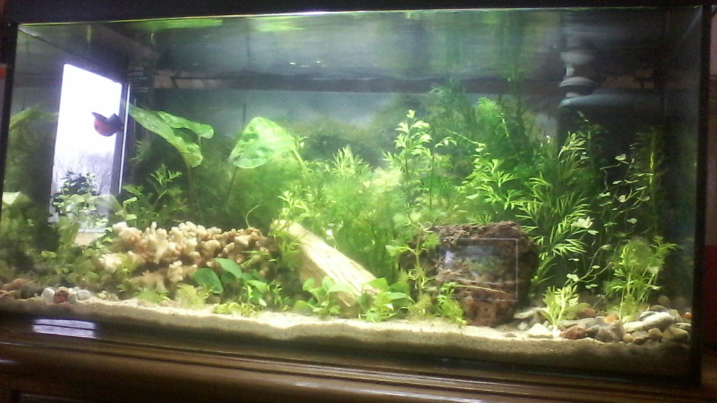 Aquarium Hauptansicht von Jannik sein Becken