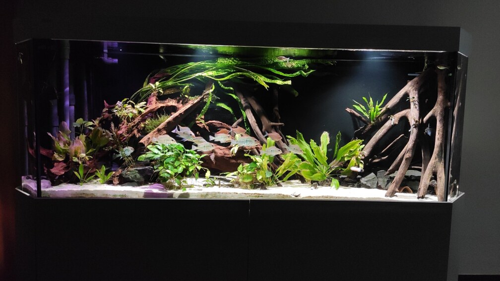 Aquarium Hauptansicht von Südamerika-Becken (Zu Verkaufen)