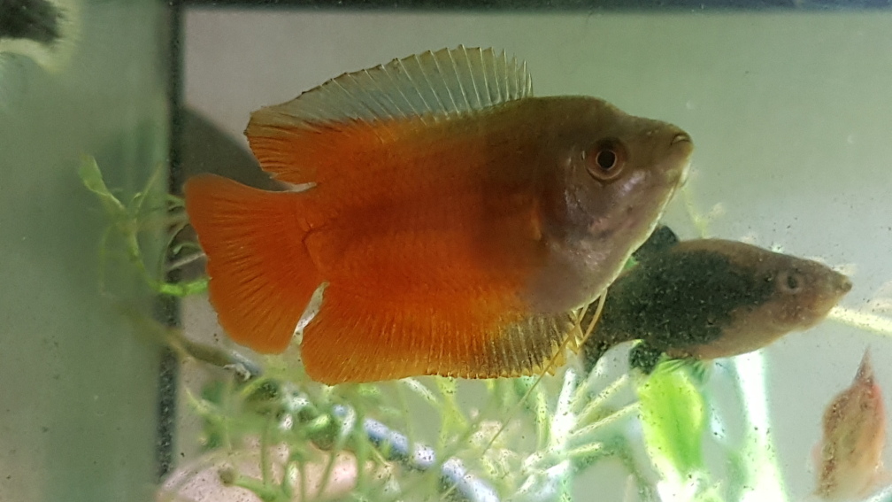 Aquarium Hauptansicht von Rotkopfsalmler - Gesellschaftsbecken