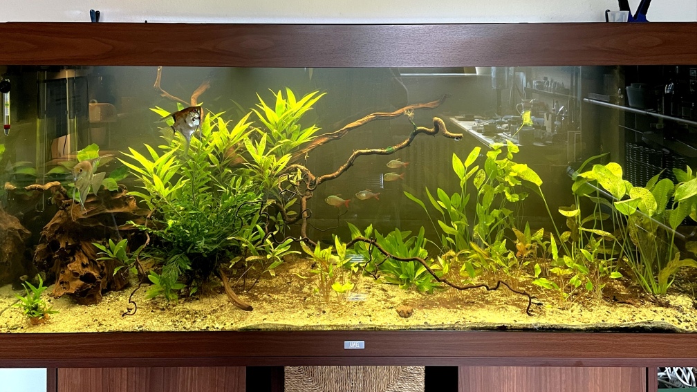 Aquarium Hauptansicht von JUWEL RIO 450