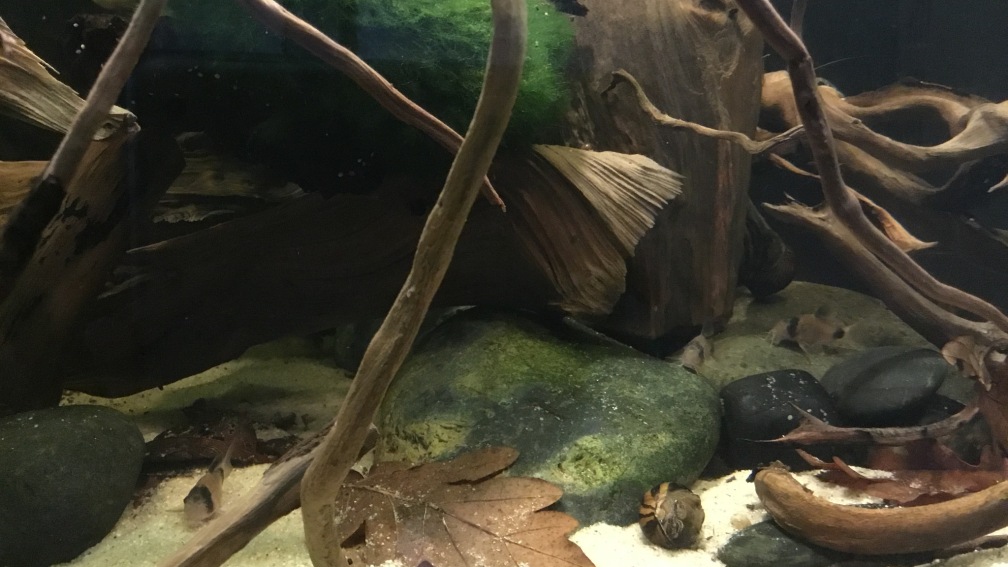 Aquarium Hauptansicht von Südamerikapfütze 3.0