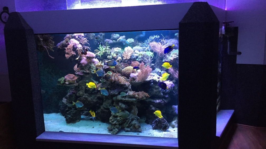 Aquarium Hauptansicht von Riff XXL