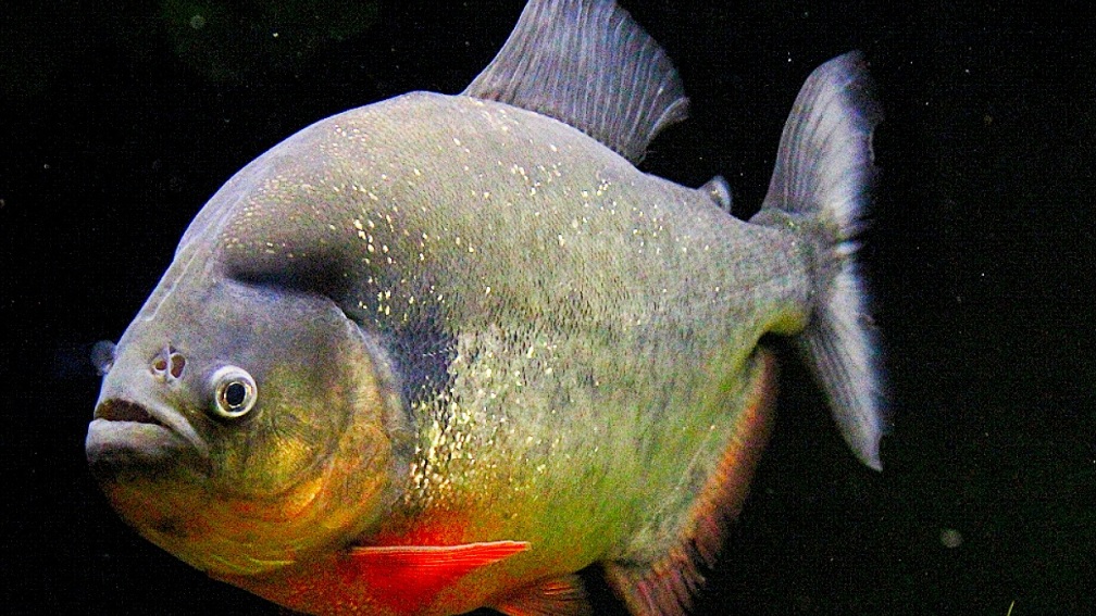 Piranhas: Pygocentrus Cariba Habitat