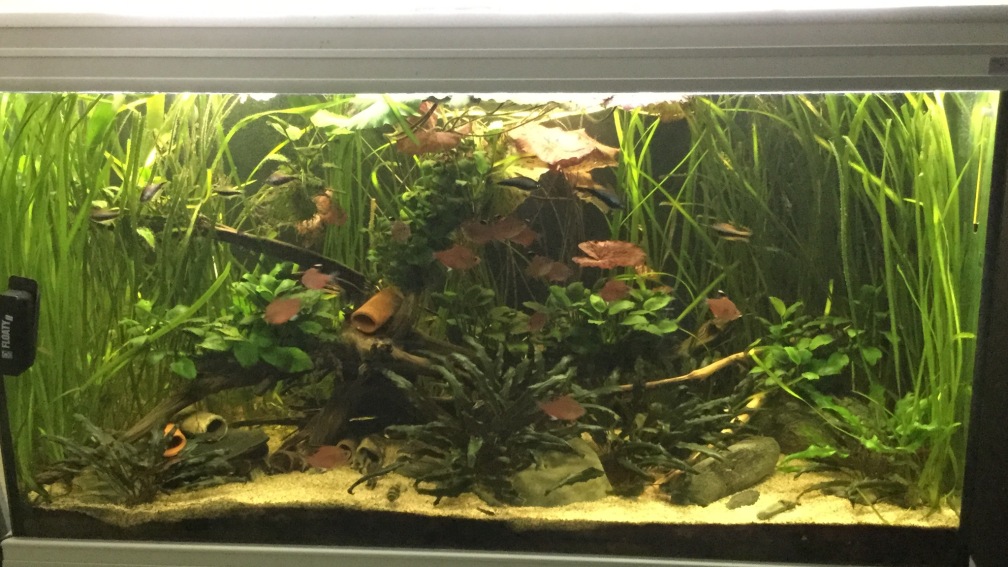 Aquarium Hauptansicht von Südamerika zuhause