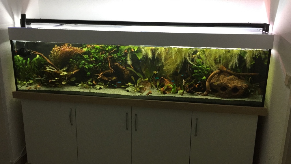 Aquarium Hauptansicht von Amazonas Uferbereich