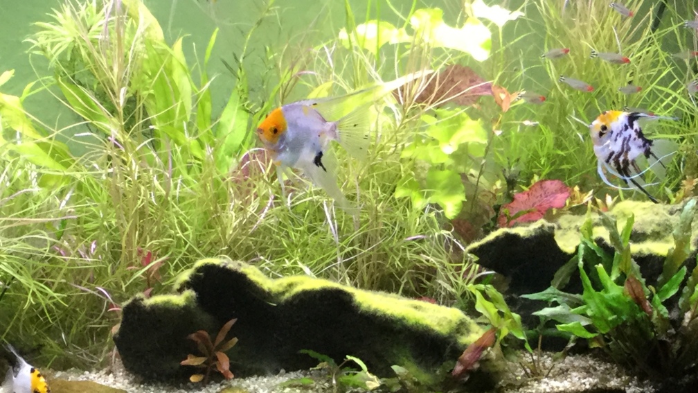 Aquarium Hauptansicht von Entlich was halbwegs schönes