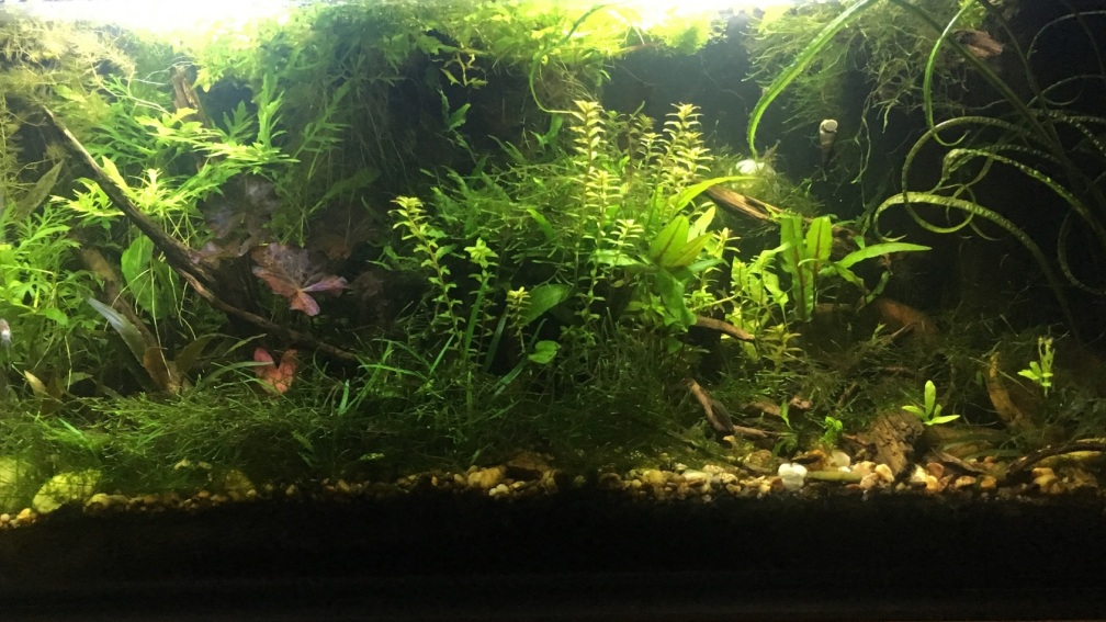 Aquarium Hauptansicht von Asienbecken "Badis ruber"